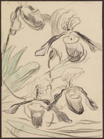 KT 1634
          <br/>
          Orchideeën
          <br/>
          <em>Kort, Arnold Willem (1881 - 1972)</em>
